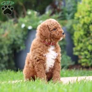 Teddy F1BB, Mini Goldendoodle Puppy
